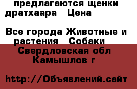 предлагаются щенки дратхаара › Цена ­ 20 000 - Все города Животные и растения » Собаки   . Свердловская обл.,Камышлов г.